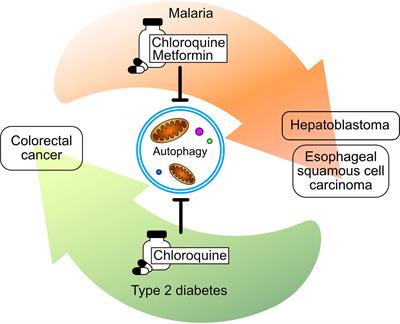 Editorial: Repurposed Drugs Targeting Cancer Signaling Pathways: Dissecting New Mechanism of Action Through In Vitro and In Vivo Analyses